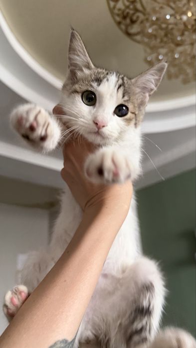 Котенок девочка. СРОЧНЫЙ ПРИСТРОЙ