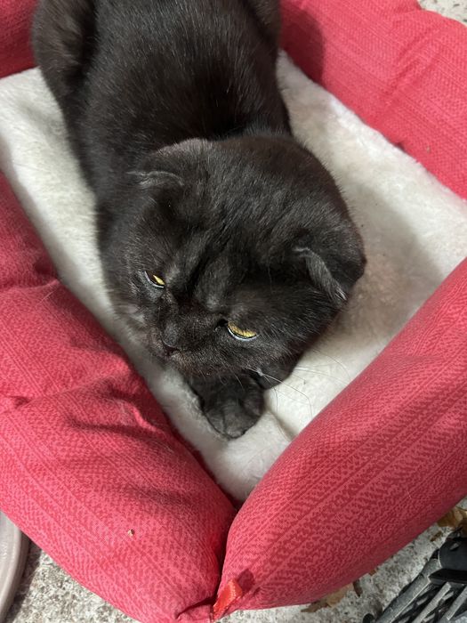 шотландская вислоухая кошка