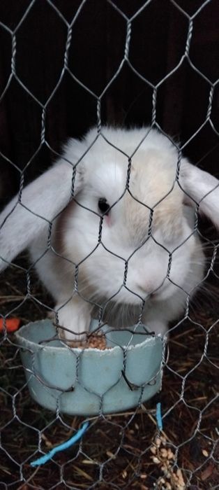 Vând iepurasi diferite rase