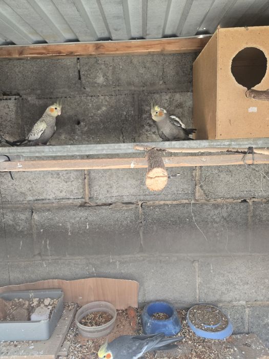 Попугай корелло молодняк