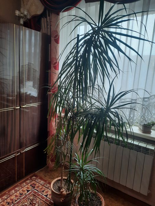 Драцена, Пальма.