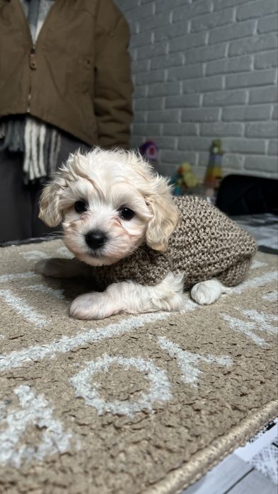 Вязаная одежда для кошек и собак