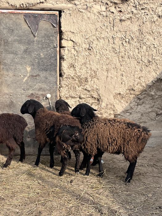Семиз токтылар сатылады