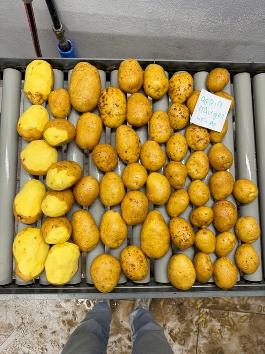 Cartofi Premium import Franta | Belgia | Olanda si Germania