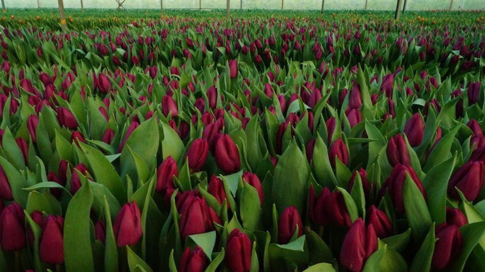 Тюльпаны с луковицами