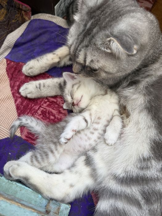Скоттиш страйт Котенок девочка 1,5мес