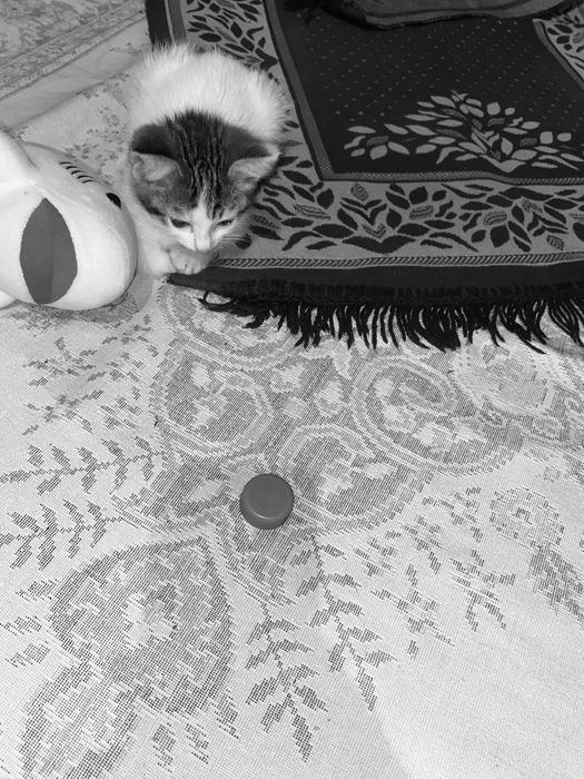 Котята бесплатно