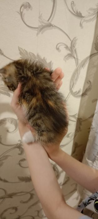 Котята бесплатно