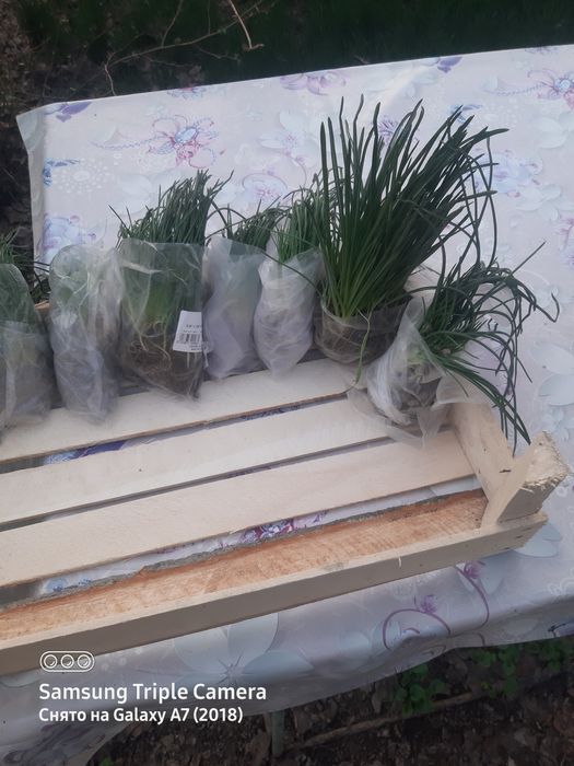 Продаются цаеты.