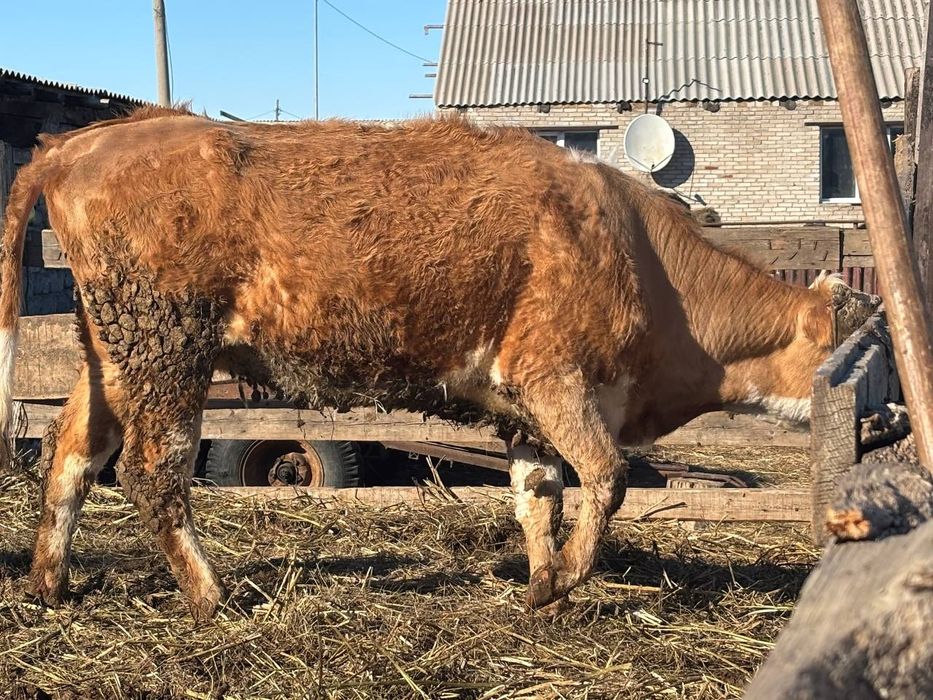 Продам КРС на мясо по