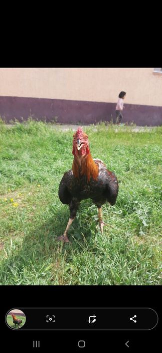 Кораз дакан сатлады