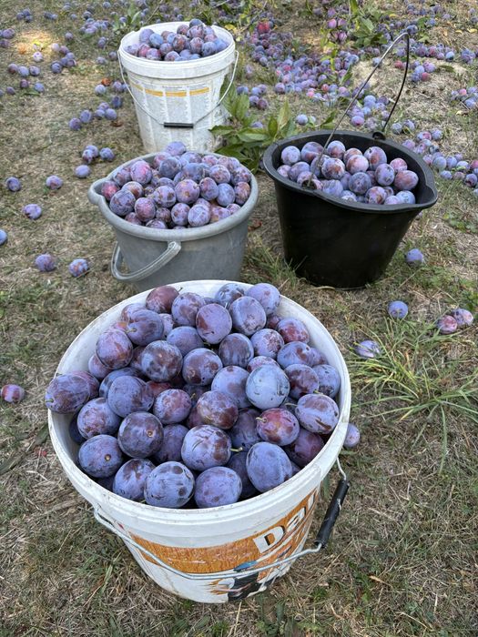 Prune pentru tuica