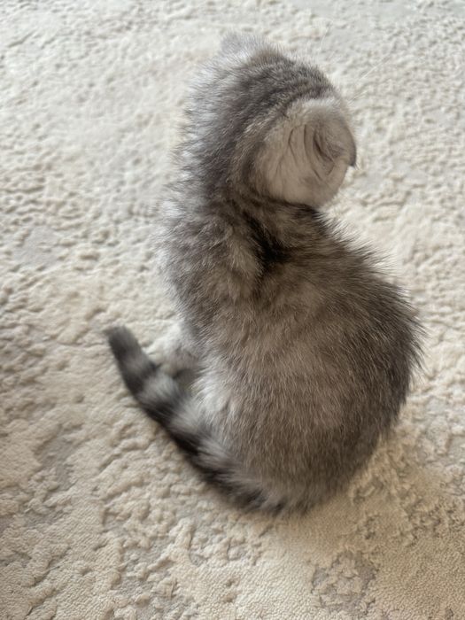 Котенок ( девочка)