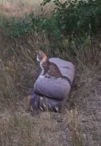 Ищем дом для котят