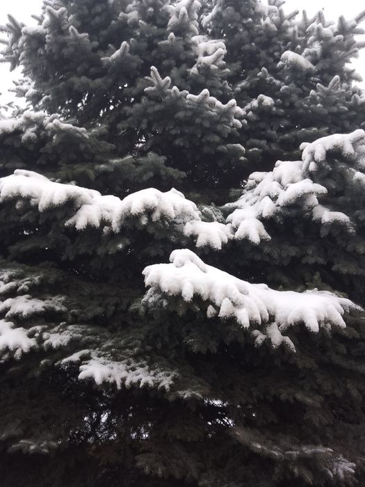 Ель голубая. Взрослая