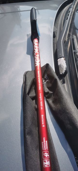 Bologneză  baracuda 6m