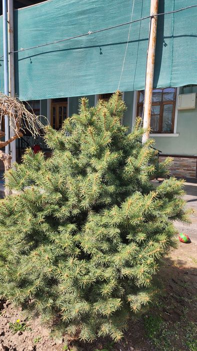 Archa sotiladi galuboy yel yashili bòyi 1.70-1.80