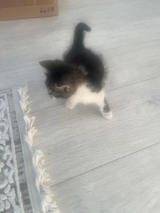 Отдам даром кошку