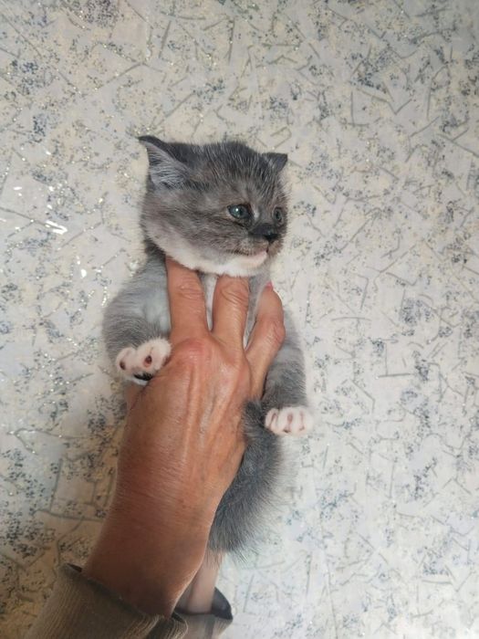 Котята шотландцы