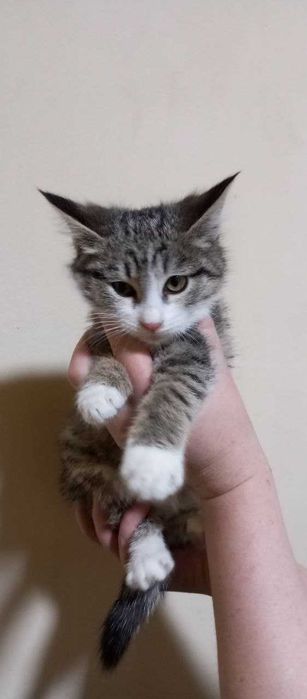 Красивые ласковые котята, 3 месяца