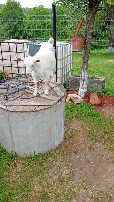 Capră cu iadă de vânzare