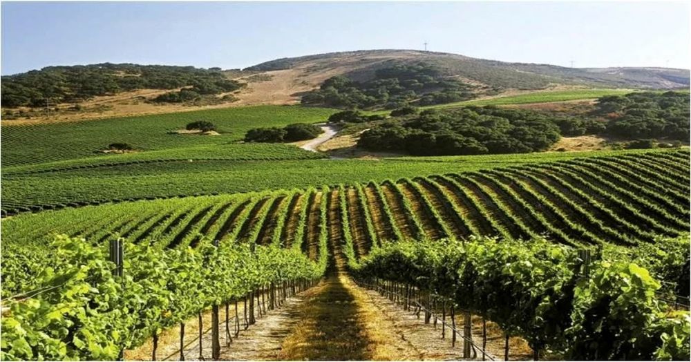 Struguri  de vin