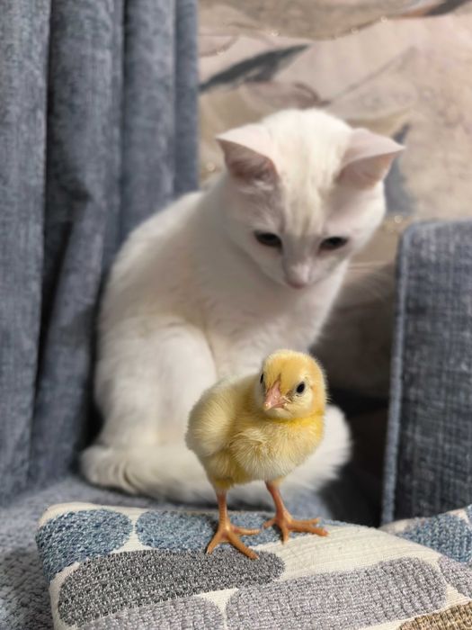 Бройлер РОСС 308