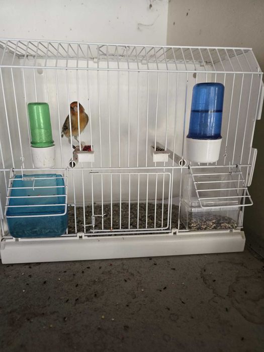 Canari de vanzare si hibrizi