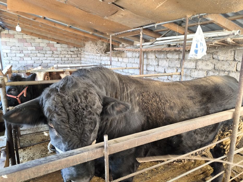 Продается бык Ангус