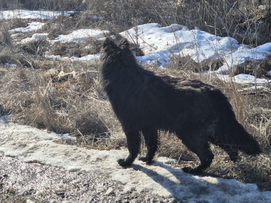 Немецкий  овчарка  вязка