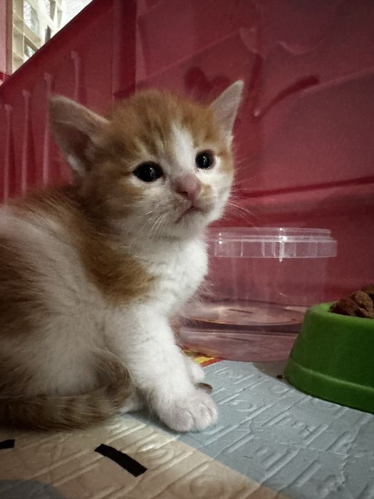 Отдам котят в добрые руки