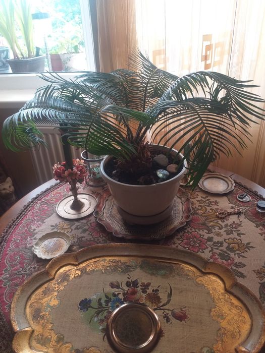 Palmier Cycas ciircinalis sago