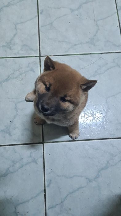 Baiat shiba inu maro