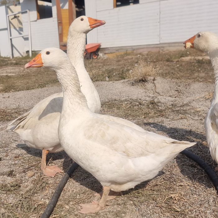 Продаются домашние гуси