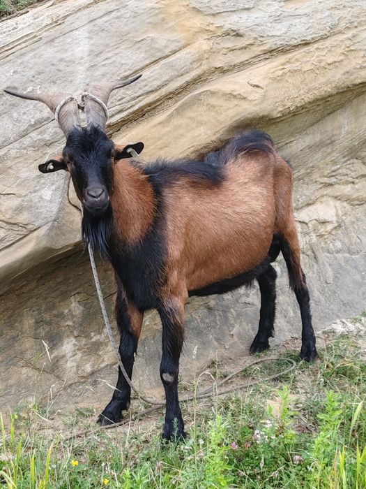 Țap și țăpuc alpin de vânzare!