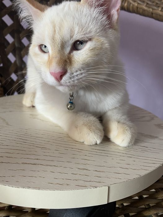 Умный ,ласковый кот