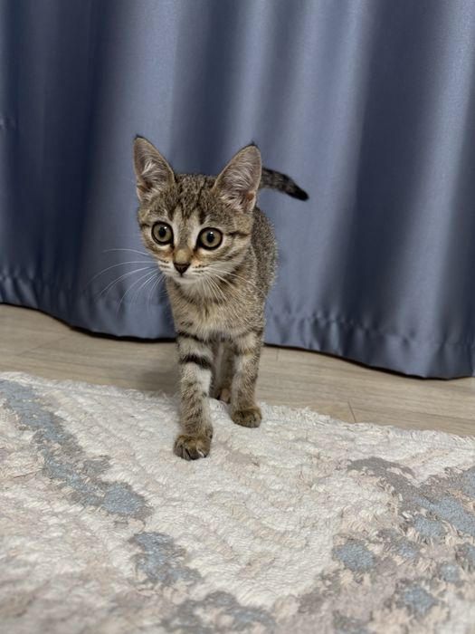 Отдам котенка в хорошие руки