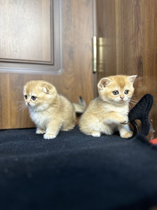 Золотая шиншила фолд