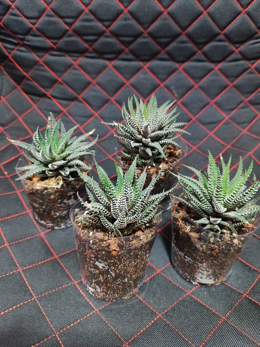 Продам Хавортию полосатую