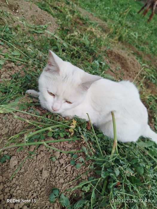 Mushuk 1 yoshdan oʻtgan