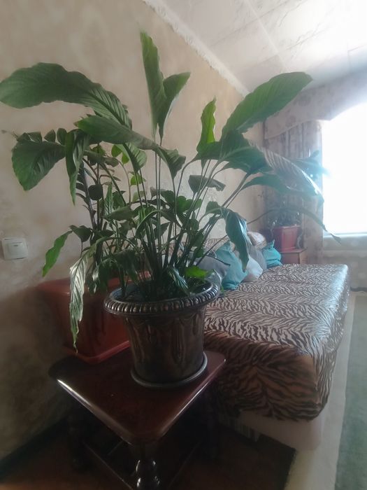 Цветы в больших горшках