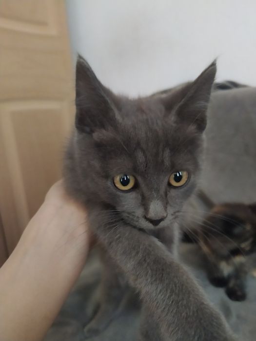 отдам котят бесплатно