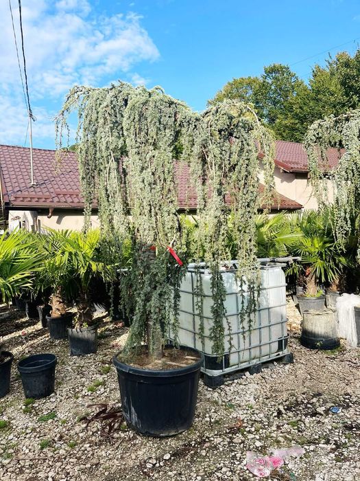 Plante Ornamentale Premium – Verificare prin Video Live