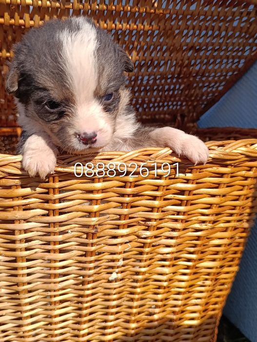 Нова,подобрена българска порода.Безплатна доставка и подарък