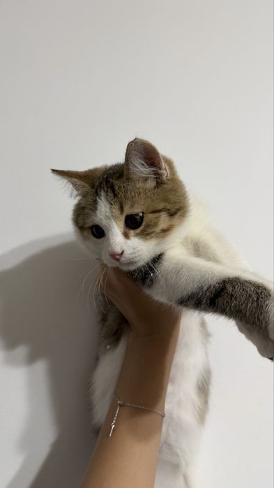 Отдам котенка в добрые руки