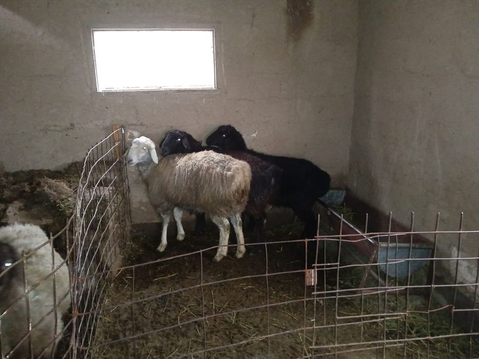 Тоқтылар сатылады.Бараны