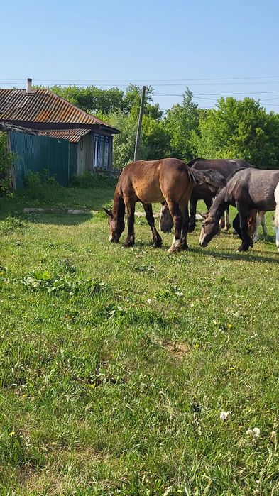Продам 2 жеребчика