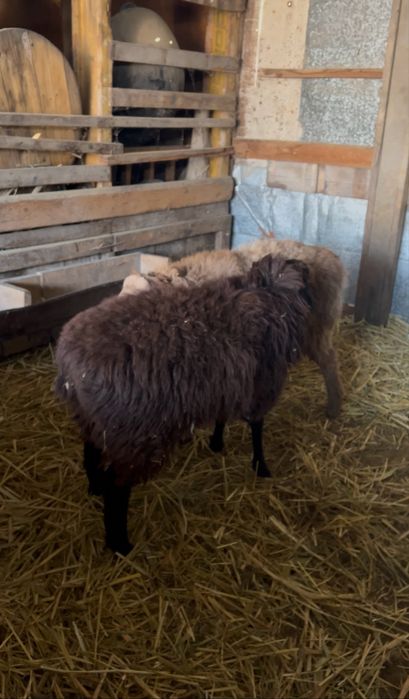 Продам 2 барана  продаются вместе