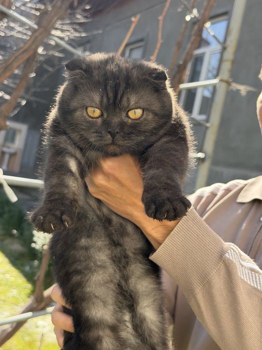 отдам даром в хорошие руки