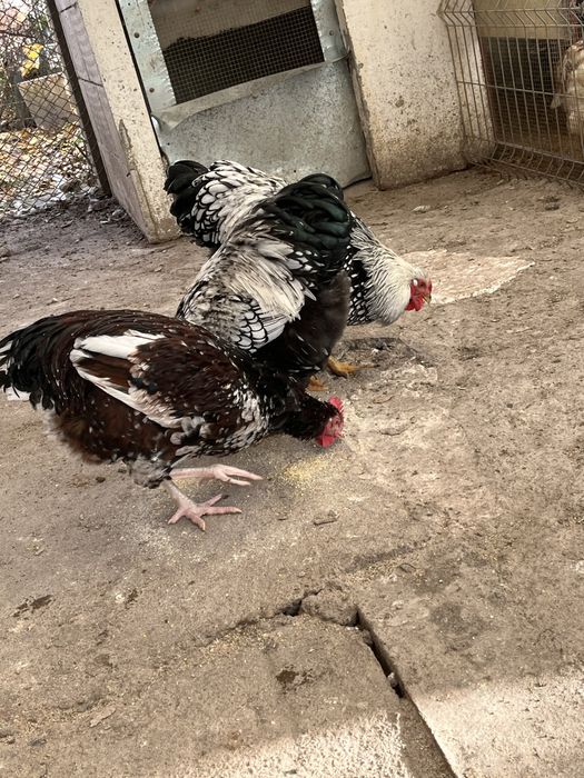 Cocosi de 7 luni  susex si wyandote